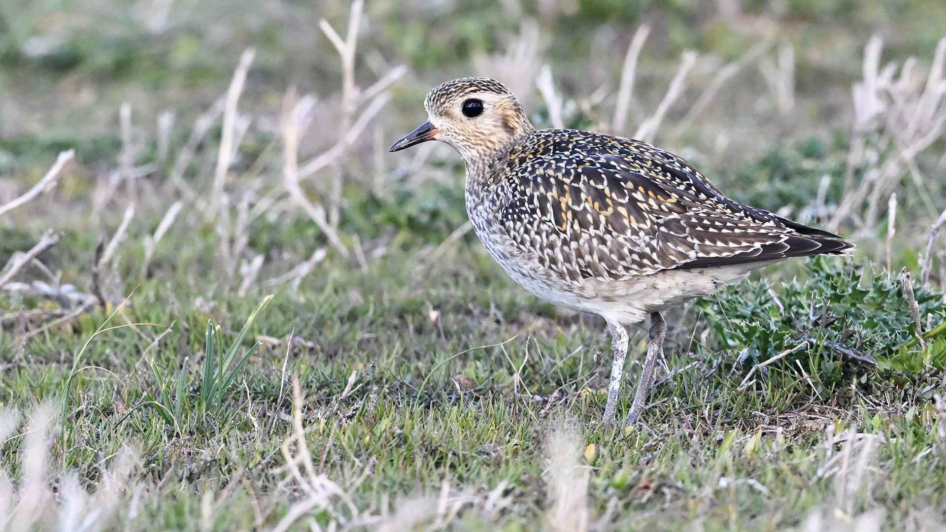 European Golden-Plover